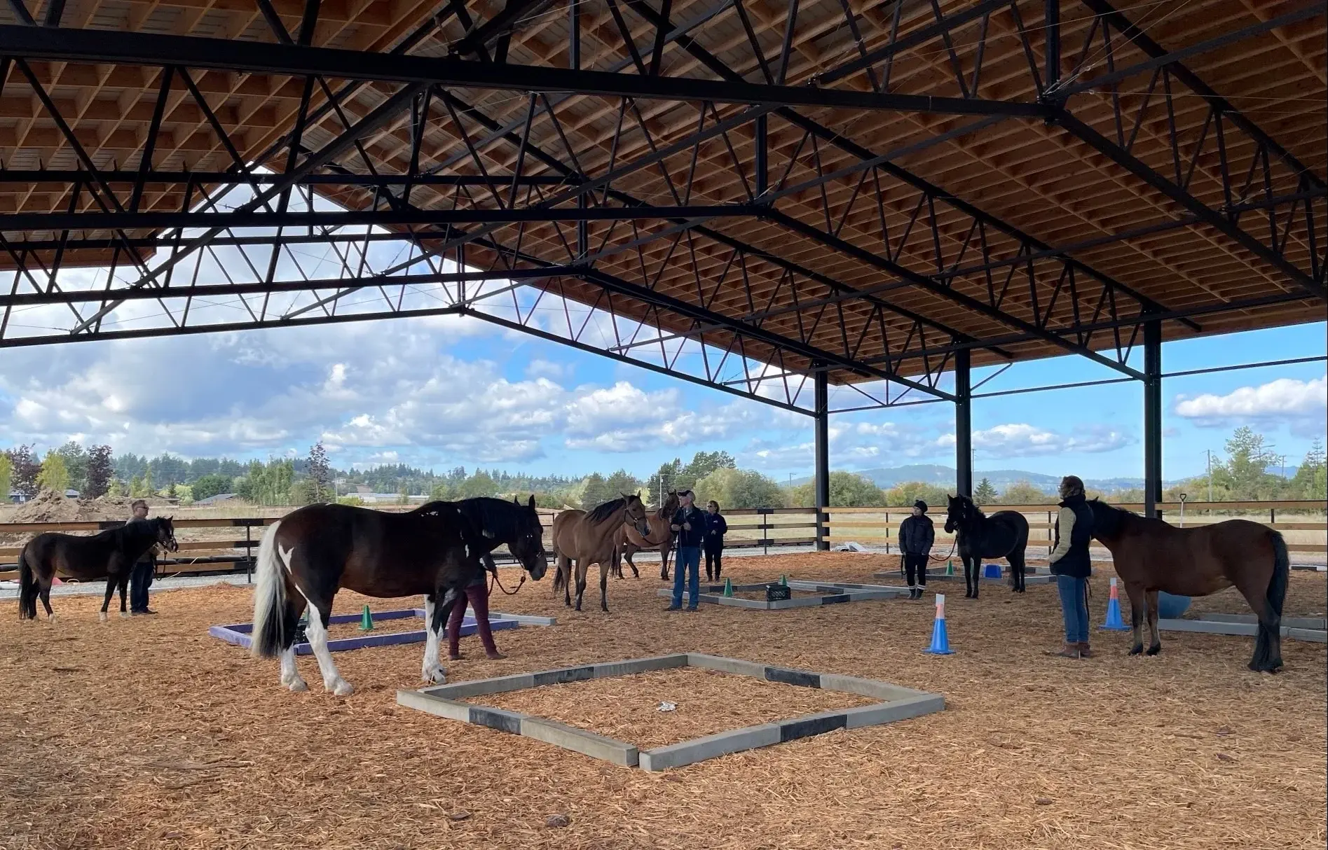 Horse Assisted Learning - Victoria Brain Injury Society Horses Group of horses under large pavilion