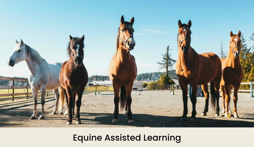 Equine Assisted Learning