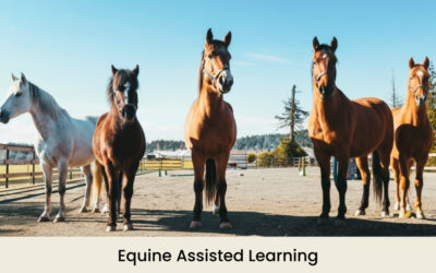 Equine Assisted Learning