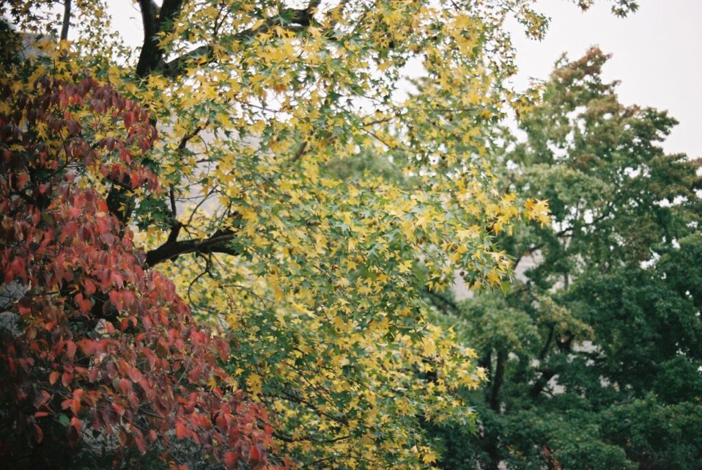 Navigating Seasonal Changes After Brain Injury - VBIS